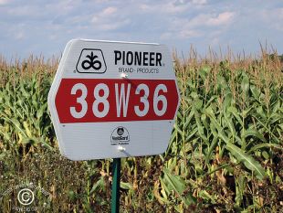 Cultivo de millo modificado xeneticamente pola empresa Pioneer / Flickr: dawnone