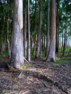 Un bosque de eucaliptos / Flickr: Fernando Cuenca Romero