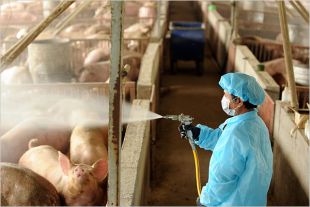 Desinfectando unha granxa de porcos en Taiwán, ante o medo de que a gripe se propague a nivel mundial