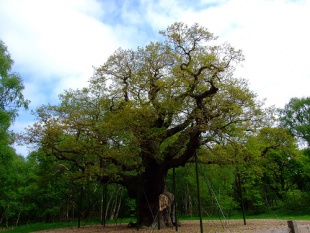 Un dos carballos milenarios do bosque de Sherwood / Flickr: christaitnh2o