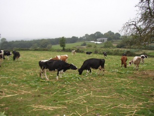 Vacas. Flickr: Free Cat