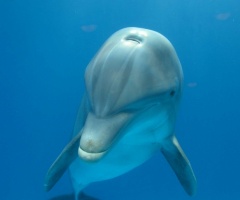 Non todos os golfiños 'falan' a mesma 'lingua'