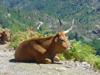 Vaca deitada na Peneda-Gerês / Flickr: stukinha