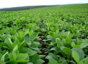 Cultivo de soia transxénica en Arxentina, un dos principais produtores do mundo
