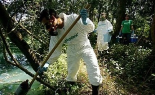 Voluntarios de Greenpeace limpan un vertido no Umia