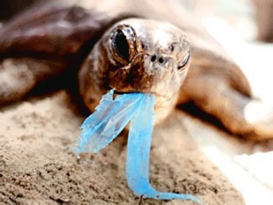 Tartaruga comendo no plástico