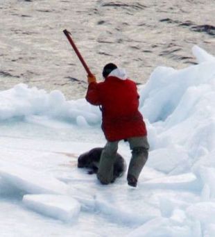 Outra imaxe da matanza de focas