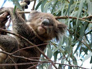 Un koala nun eucalipto australiano / Flickr: jcolman