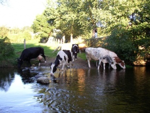 Vacas bebendo no río Iso / Flickr: FreeCat