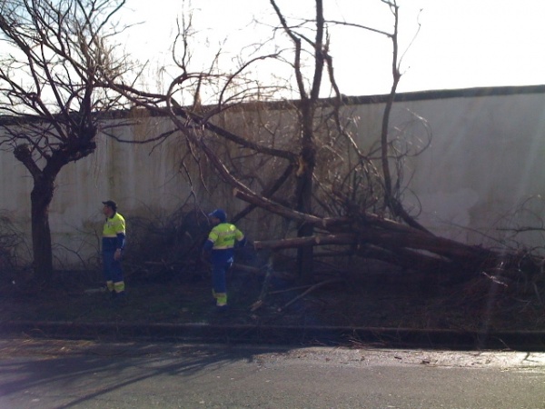 Traballadores do Concello retiraron as pólas da vía