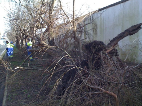 Á beira da muralla do Arsenal, o vento arrincou varias árbores